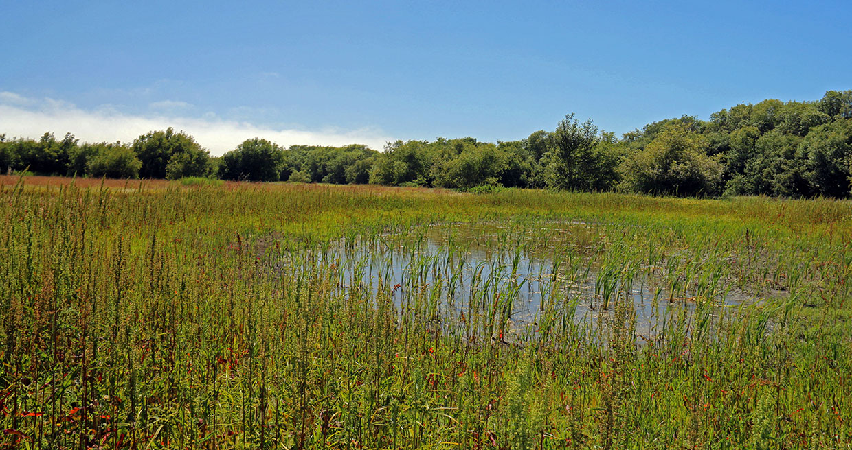 Shallow pond FWS.gov